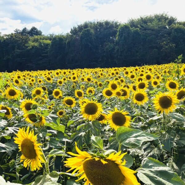 🌻ひまわり🌻 画像