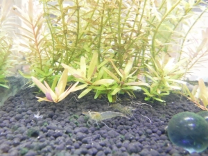 DSCF6557