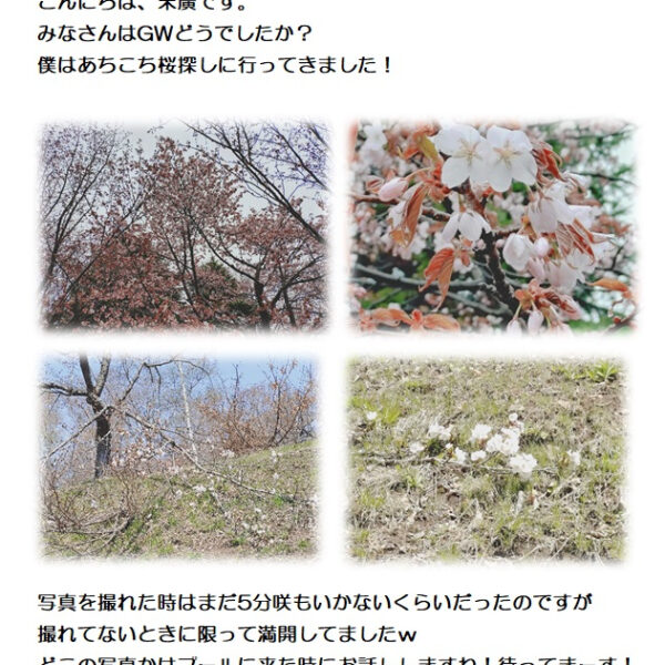 さくら巡り 画像