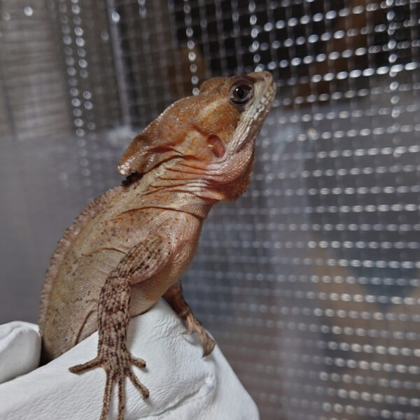 最近嬉しかった出来事～トカゲ編～🦎 画像