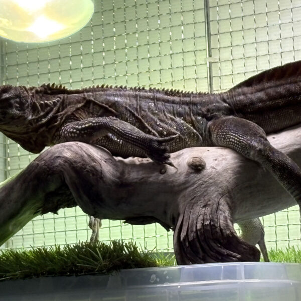 我が家のペット自慢Part2 画像