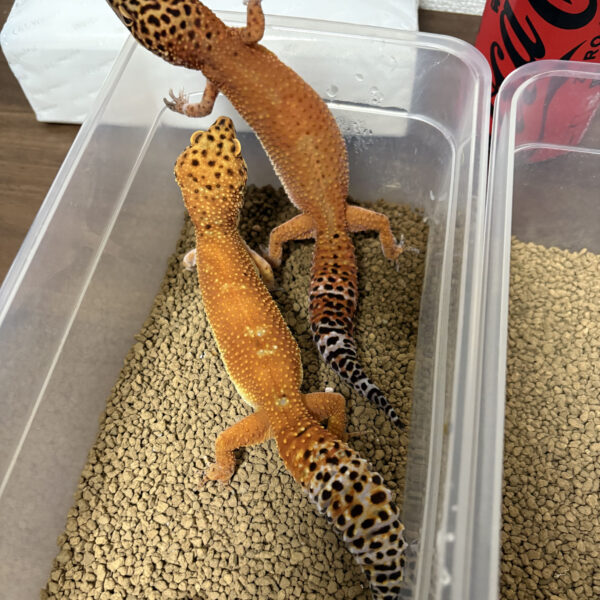 🦎🦎最近の様子🦎🦎 画像