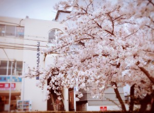 2017.4　桜