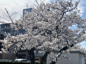 桜