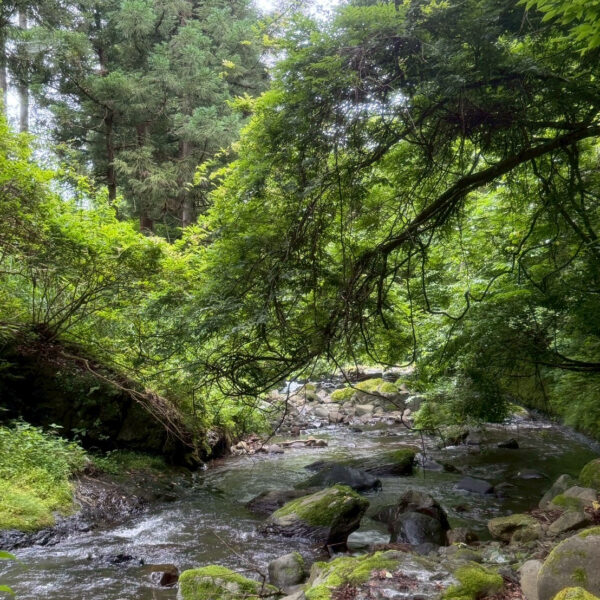 サマーキャンプ 画像