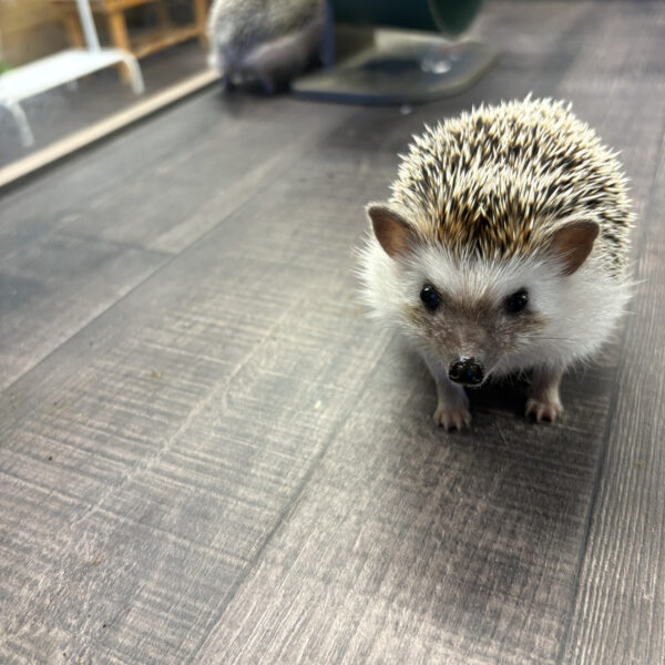 動物カフェ🐾🐾 画像