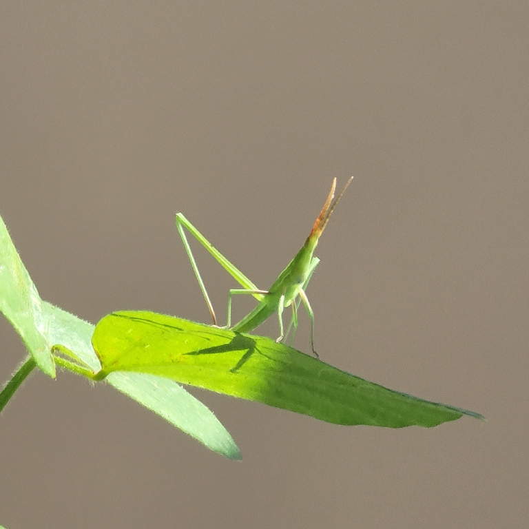 【日常】生き物発見記#1 | JSSスイミングスクール瓢箪山・JSSフィットネスクラブ瓢箪山