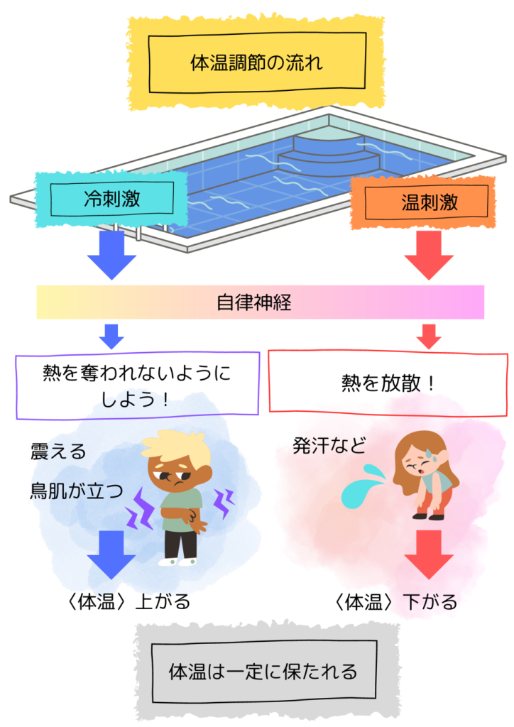 体温調節の流れのサムネイル