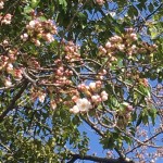 桜2