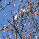 桜1