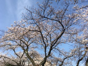 IMG_3561
