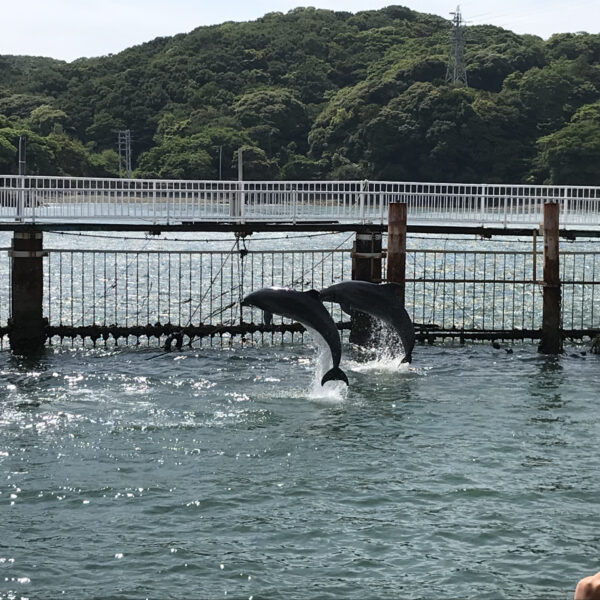 6月1日イルカ島ツアー🐬🏝③イルカショー～帰宅編🚃 画像