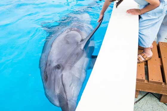 好評につき春のえんそく追加募集!!🐬 画像