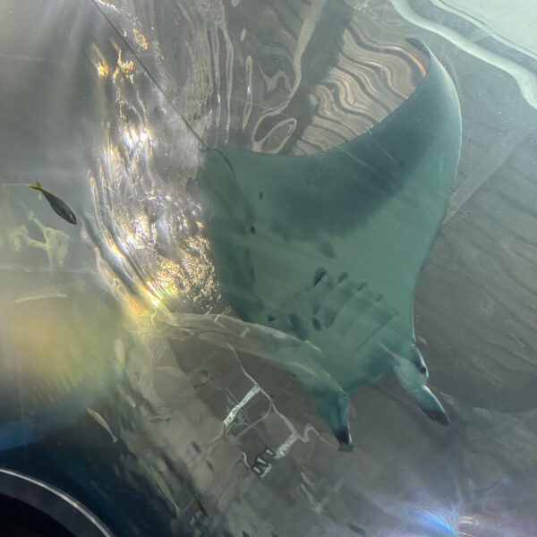 バスツアー inアクアパーク品川🐬 画像