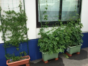 IMG_1594[1]