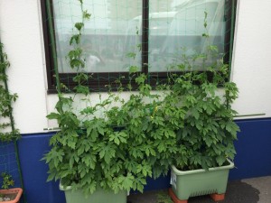 IMG_1596[1]