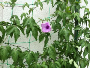 IMG_1598