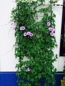 FullSizeRender (2)