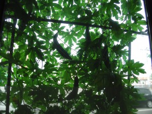 IMGA0261