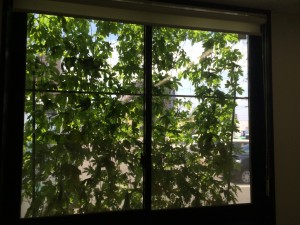 IMG_1621