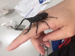 カブトムシ