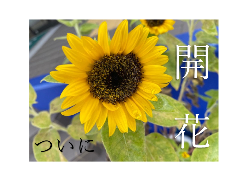 Microsoft Word – 文書 1のサムネイル
