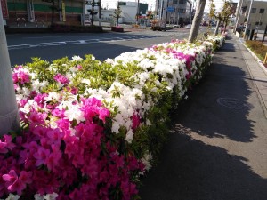IMG_20180421_074952_20180423233716