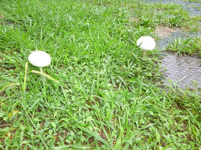 きのこ１