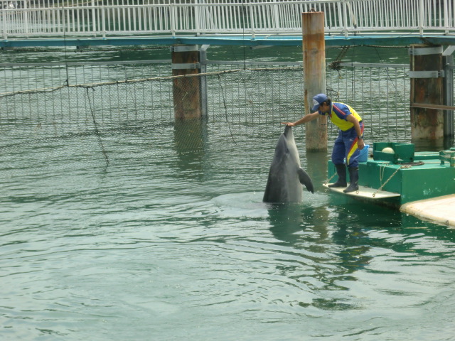 イルカ島写真 (42)