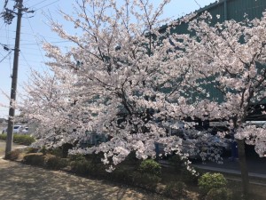 桜