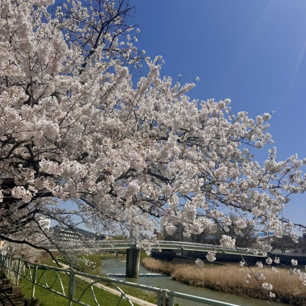 ☆桜満開☆ 画像