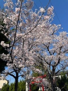 桜満開です(^^)/ 画像