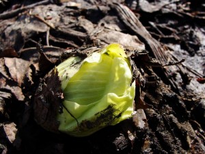 1280px-Petasites_japonicus_Fuki_Giant_Butterbur01