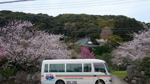 桜バス