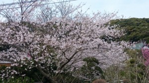 桜