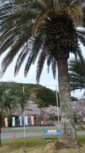 ヤシの木と桜