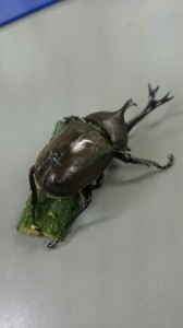 カブトムシ1