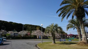 桜とヤシの木