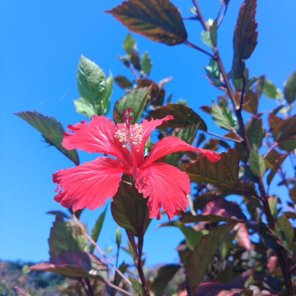 春の風が涼しいです 画像