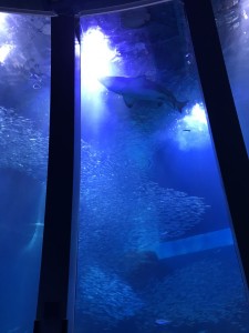 IMG_2373