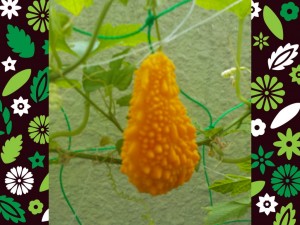FSCN6575