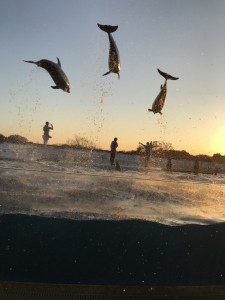 IMG_1578