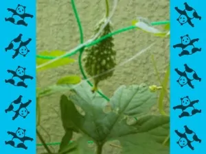 FSCN6555