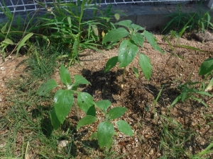 DSCF6595