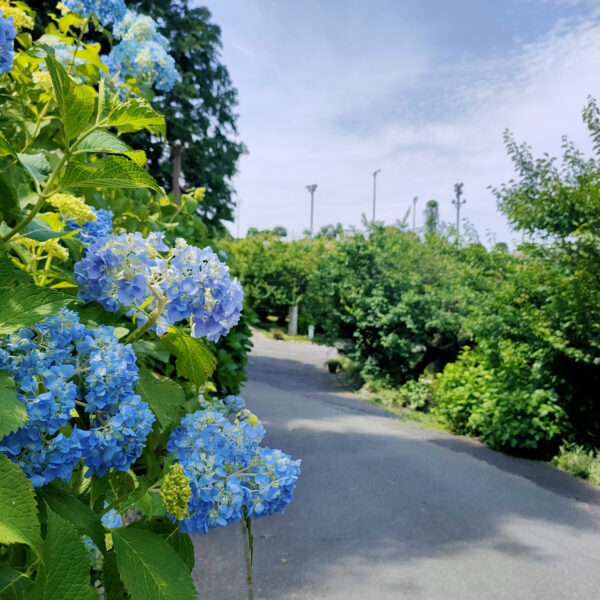 紫陽花キレイだよね〜😍 画像
