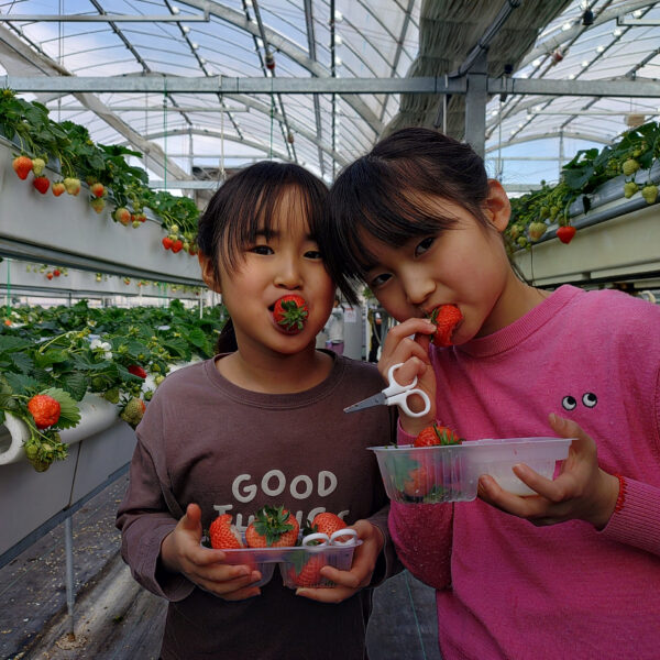 春の遠足いちご狩り 画像