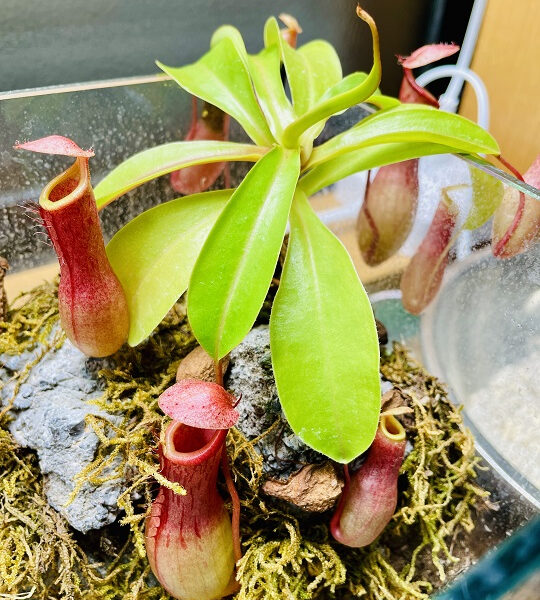 食虫植物の沼にハマってます！ 画像
