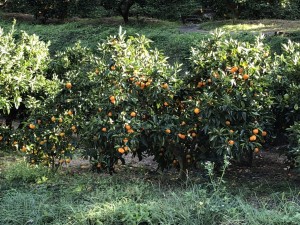 IMG_0226
