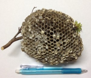 大きな蜂の巣