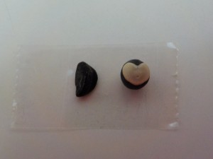 DSCN4775